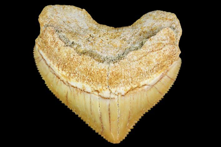 Fossil Crow Shark (Squalicorax) Tooth- Morocco #110080